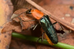 Chauliognathus tricolor