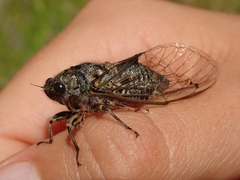 Amphipsalta strepitans