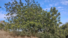 Ceratonia siliqua