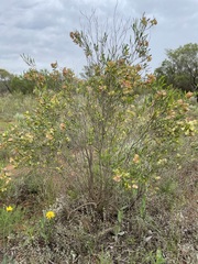 Dodonaea viscosa angustissima