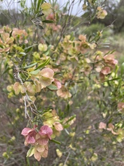 Dodonaea viscosa angustissima