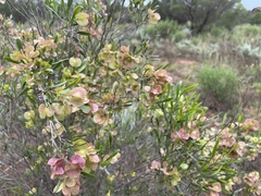 Dodonaea viscosa angustissima