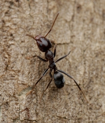 Iridomyrmex