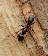 Iridomyrmex