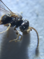 Psenulus gibbus