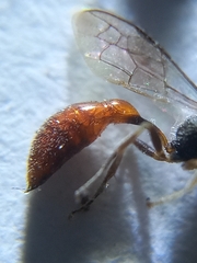 Psenulus gibbus