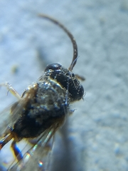 Psenulus gibbus