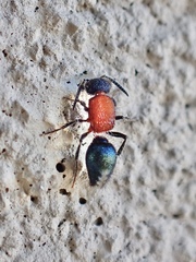 Ephutomorpha laetabilis