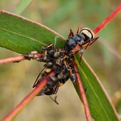 Camponotus suffusus bendigensis