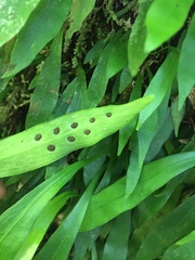 Loxogramme dictyopteris