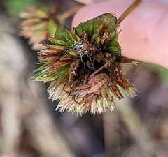 Neoscona theisi