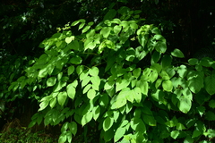 Aralia cordata