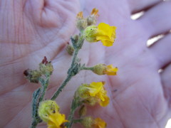 Hermannia stipulacea