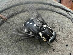 Triclista guttata