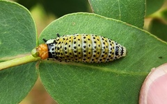 Paropsisterna pictipes