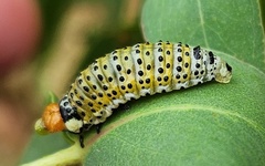 Paropsisterna pictipes