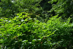 Aralia cordata
