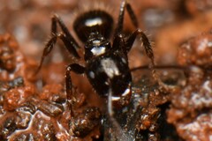 Notoncus ectatommoides