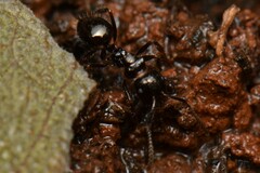 Notoncus ectatommoides