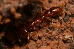 Amblyopone australis