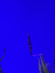 Centriscus scutatus