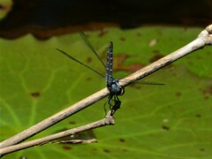 Brachydiplax