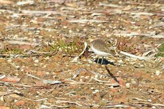 Charadrius bicinctus