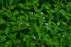Persicaria runcinata