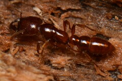 Amblyopone australis