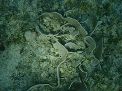 Lamellodysidea