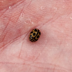 Peltoschema oceanicum