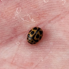 Peltoschema oceanicum