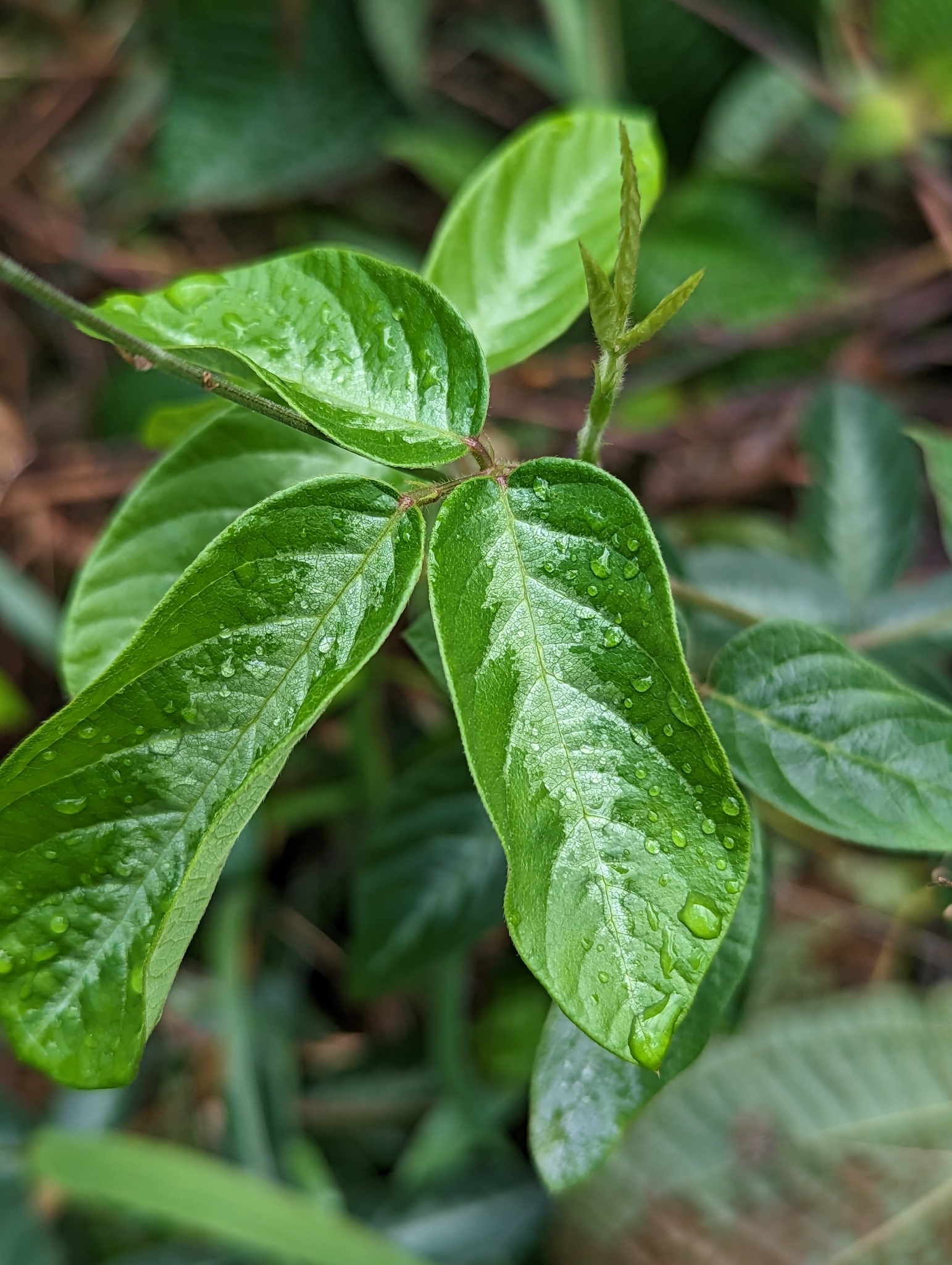 Desmodium incanum (Sw.) DC.