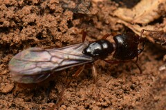 Amblyopone australis