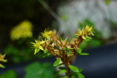 Sedum actinocarpum