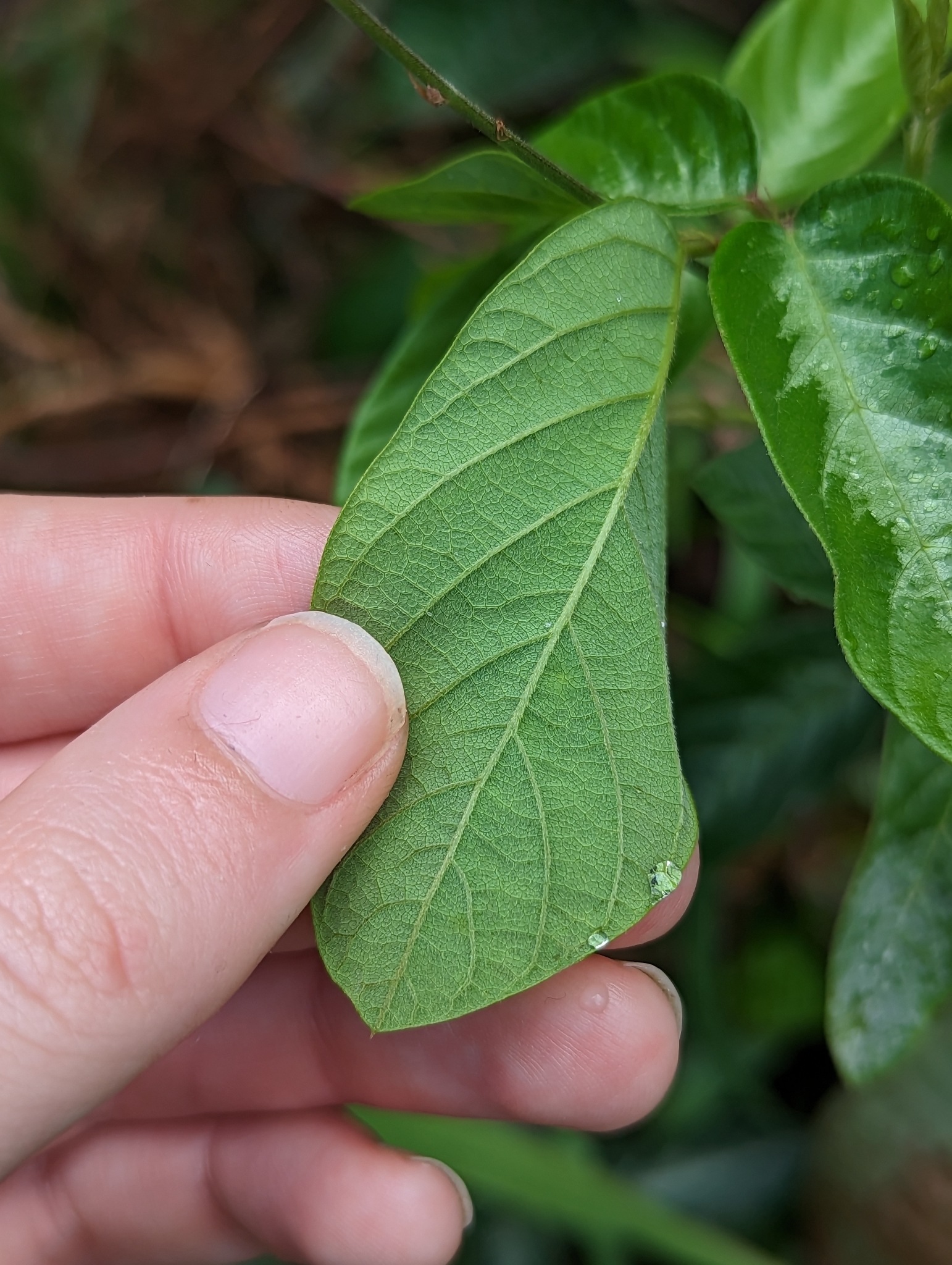 Desmodium incanum (Sw.) DC.