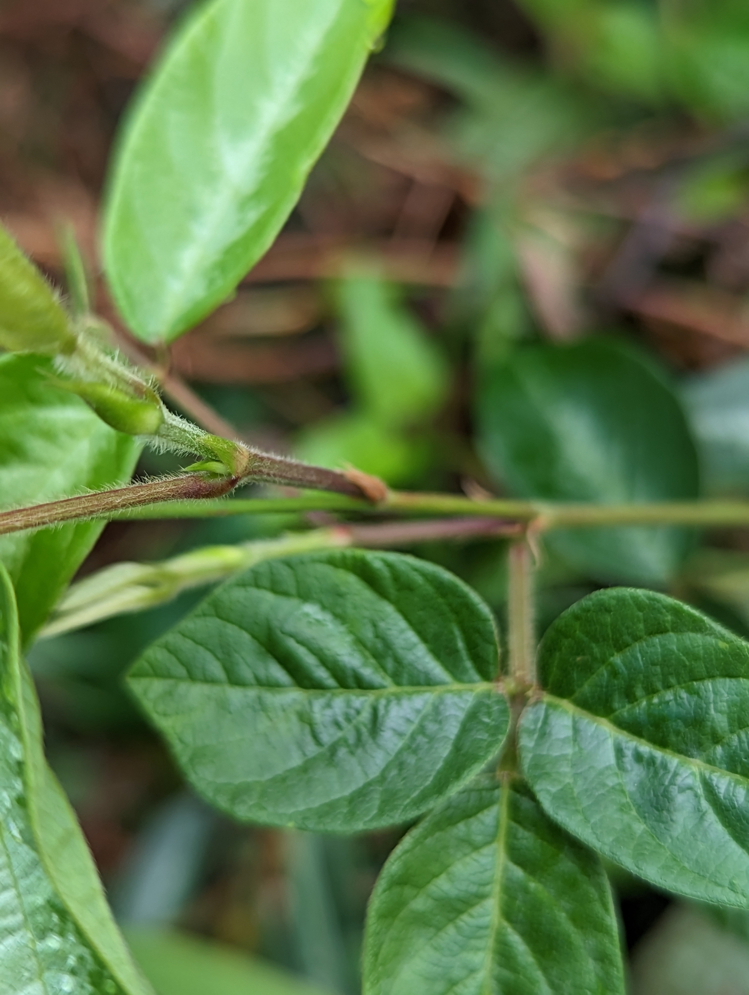 Desmodium incanum (Sw.) DC.