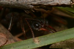 Myrmecia pulchra