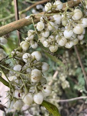 Rhynchotechum discolor