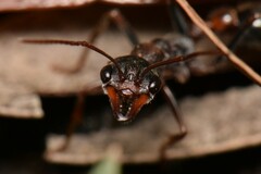 Myrmecia pulchra