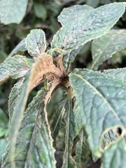 Rhynchotechum discolor