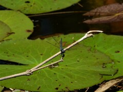 Brachydiplax