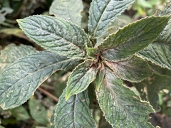 Rhynchotechum discolor