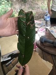 Cryptocarya mackinnoniana