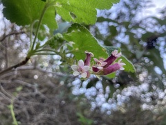 Ribes malvaceum