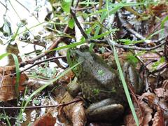 Lithobates catesbeianus