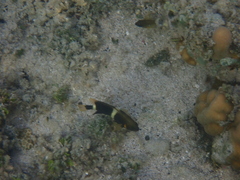 Chrysiptera leucopoma