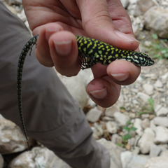 Podarcis muralis nigriventris