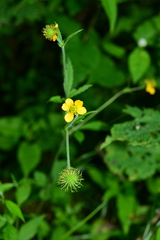 Geum japonicum