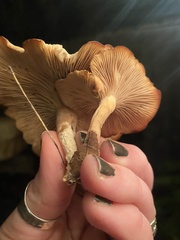 Gymnopilus aurantiophyllus